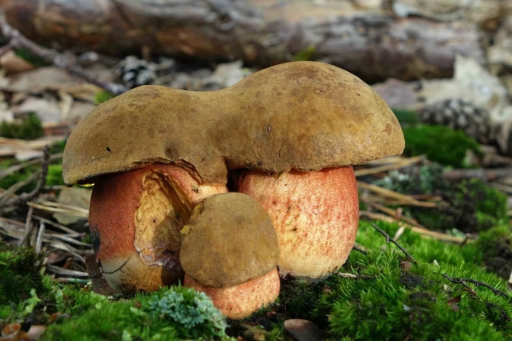 Como hacer crema de boletus