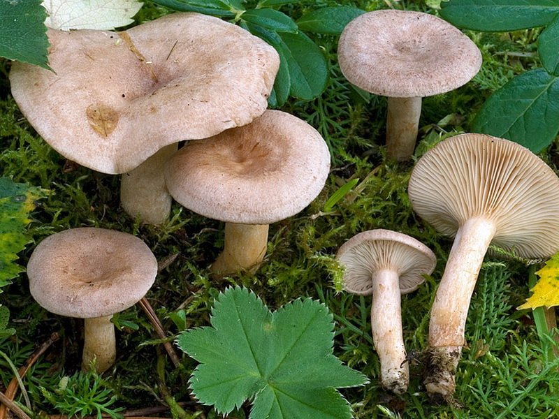млечники грибы