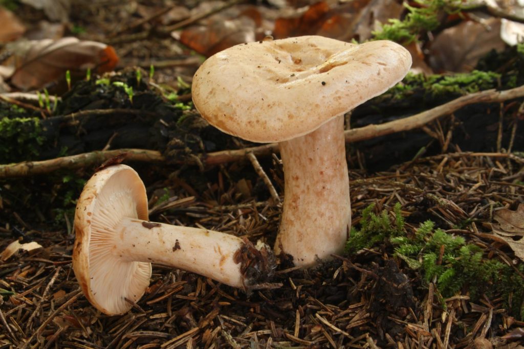 млечники грибы