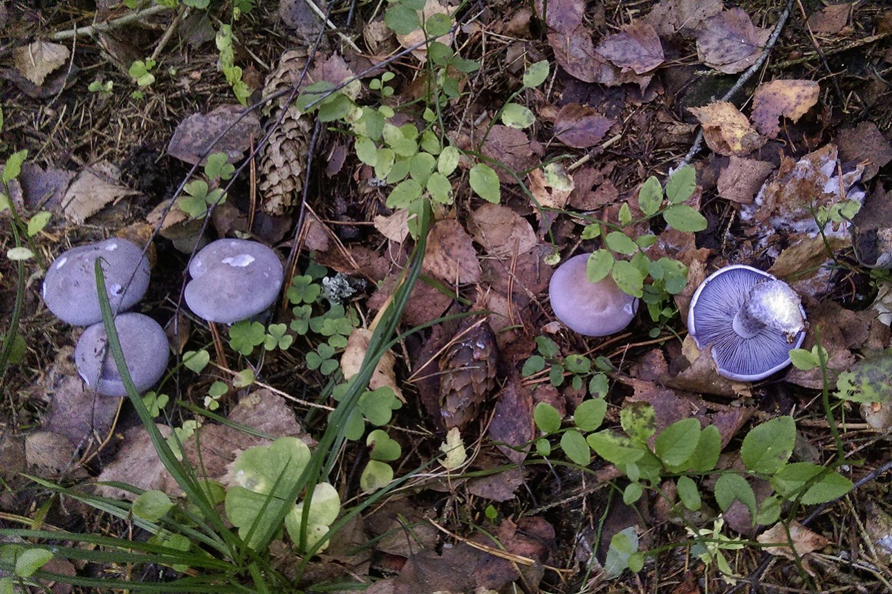Синюхи грибы