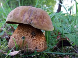 Дубовик — гриб, который растёт не везде и попадается не каждому